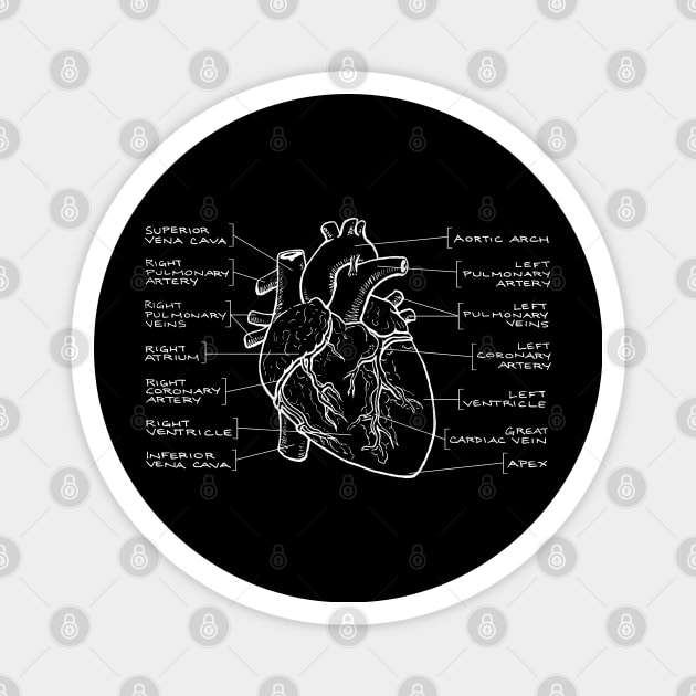 Anatomical Heart Diagram (White Text) Magnet by jleonardart